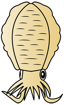 アオリイカ・モイカのイラスト