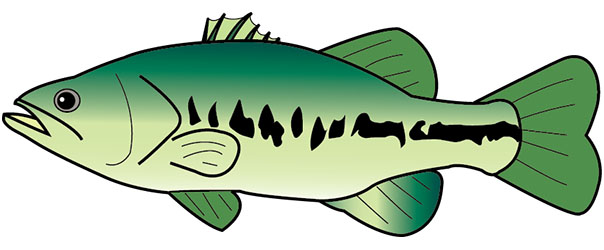 ブラックバスのイラスト