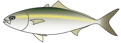 ブリのイラスト・カラー