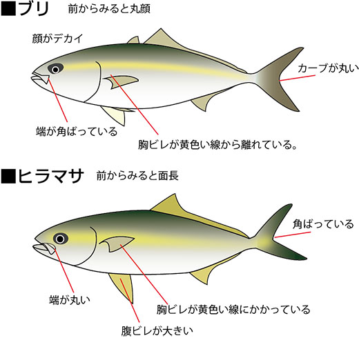 ブリとヒラマサの見分け方・イラスト