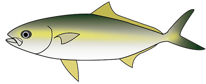 ヒラマサのイラスト