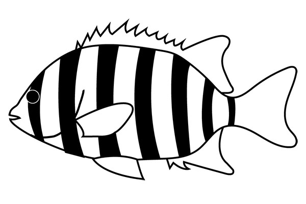 石鯛のイラスト