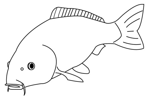 コイ(鯉)のイラスト