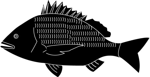 黒鯛(クロダイ・チヌ)のイラスト