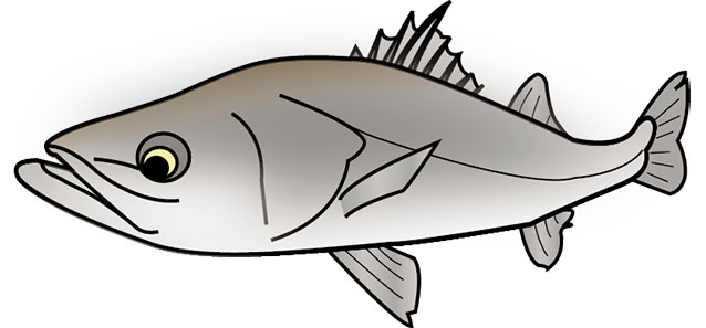 シーバス・スズキのイラスト