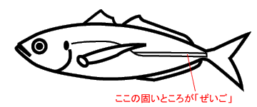 アジのぜいご・ぜんご